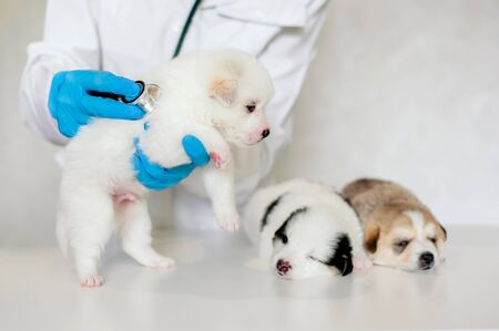 Veterinary picture of a veterinarian with a stethoscope listening to the heartbeat of a white puppy in a veterinary clinic, two puppies lie down next toの写真素材