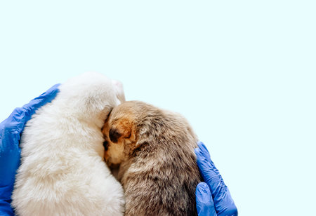 Pet Care Concept Veterinarian hands protects, protects two newborn puppies. Vet clinic