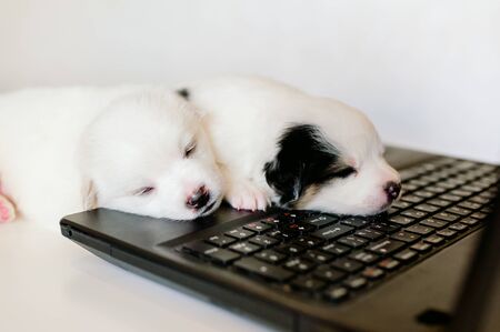 two cute white puppies working on a laptop at home feeling tired or sleepy. To stay home. Technology and lifestyle indoor conceptの写真素材