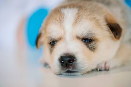 Creamy fluffy puppy close up portraitの写真素材