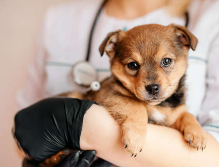Veterinarian examines a puppy in a hospital. the little dog got sick. puppy in the hands of a veterinarian.の写真素材