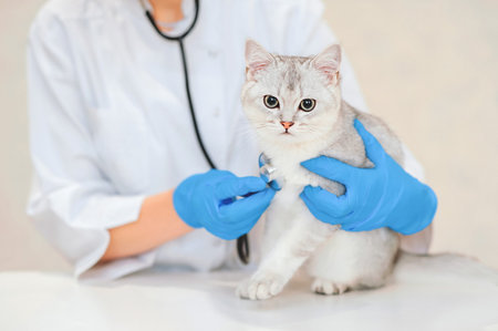 Female veterinary doctor using stethoscope for cute scottish straight silver chinchilla cat....