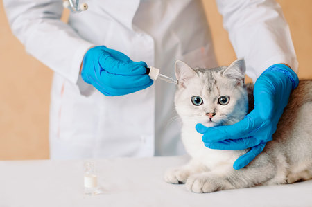 Examining and medicating the ears of cat. Applying ear drops to cat. Pet ear disease. Female...