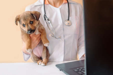 Vet doctor holding puppy and fill pet health record card on laptop . Veterinarian with stethoscope holding puppy in his hands during the examination in the vet clinic. Pet check, Vet examiningの写真素材