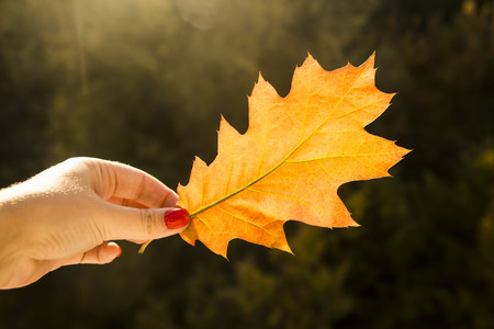 girl holding an autumn leaf in handsの写真素材