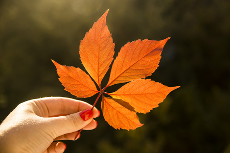 girl holding an autumn leaf in handsの写真素材