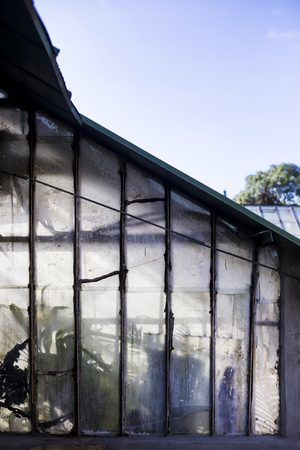 vintage retro glasshouse with green plants. backgroundの写真素材