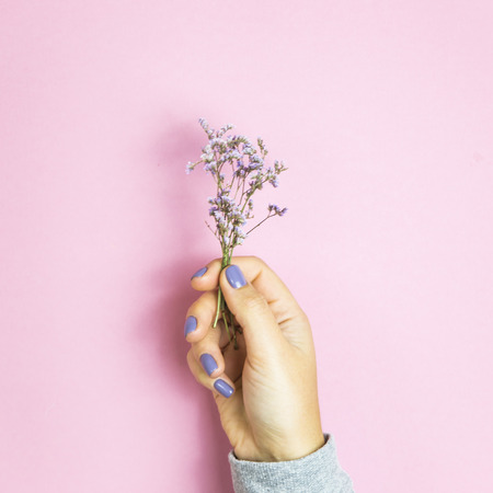 Limonium flowers in female hands with lilac manicureの写真素材