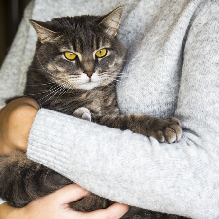 gray cat in the hands of a woman in a gray sweater. homeliness with a petの写真素材