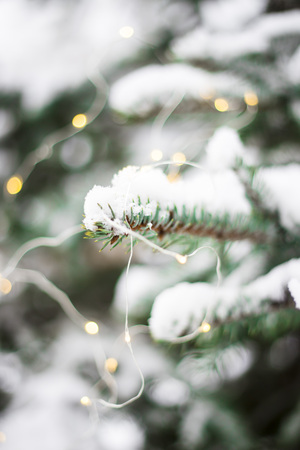 The snow-covered tree in the forest is decorated with lights. Winter conceptの写真素材