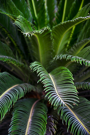 Tropical plant of cicada - branches with thin green leaves. Natural background, textureの写真素材