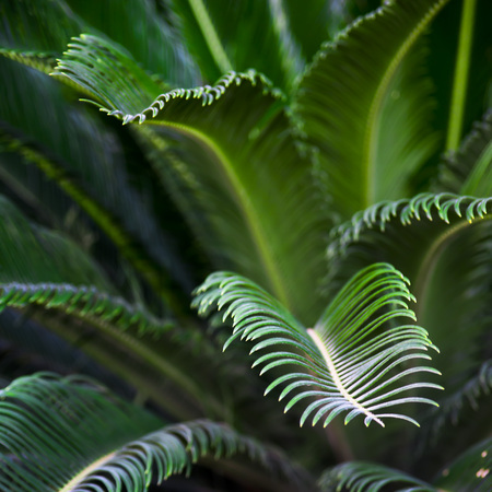 Tropical plant of cicada - branches with thin green leaves. Natural background, textureの写真素材