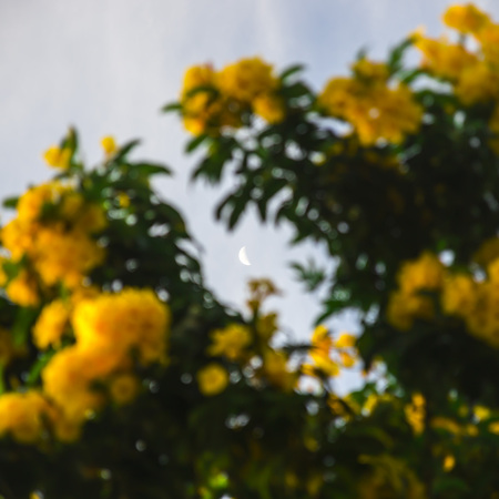 The white moon in the morning sky through the green branches of the yellow tekomaの写真素材