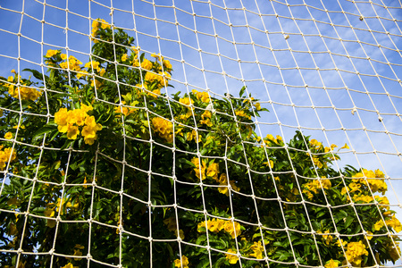 Yellow tekoma with green branches against the blue sky in front of the white grid of the sports field. Natural geometric backgroundの写真素材