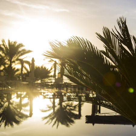 Green branches of a palm tree against a rising sun. Wallpaper, backgroundの写真素材