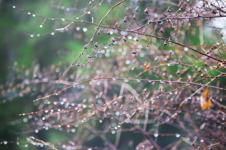 Natural background. Thin branches of a tree in rain drops. Early springの写真素材