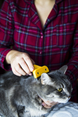 A woman combs her gray cat with a torch to get rid of excess wool. Caring for petsの写真素材