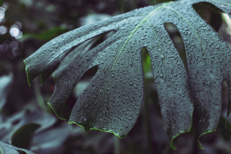 Juicy green leaves of tropical plants in drops of water. Natural backgroundの写真素材