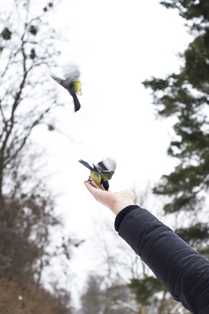 Two tits flew to the man's hand to take the seeds. Winter and bird care conceptの写真素材