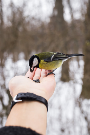 Tit in the park takes sunflower seeds from the hands. Winter and bird care conceptの写真素材