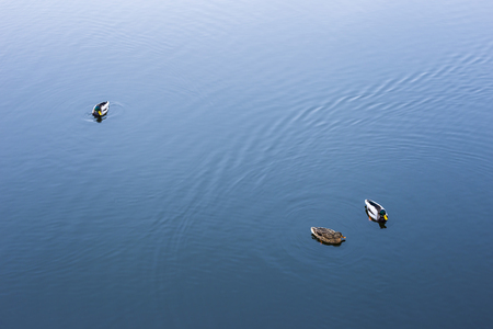 Texture of a water smooth surface. Water surface with ducksの写真素材