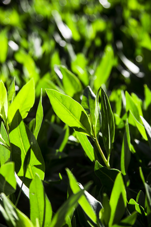 Green bright and fresh leaves. Spring background conceptの写真素材