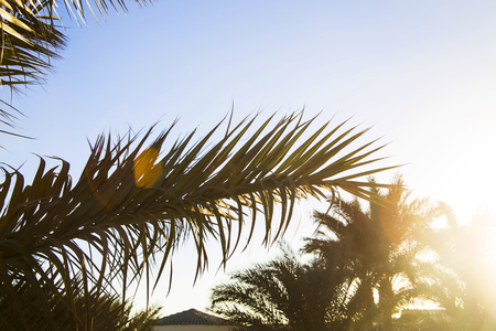 Green palm branches against the blue sky. Summer holiday conceptの写真素材