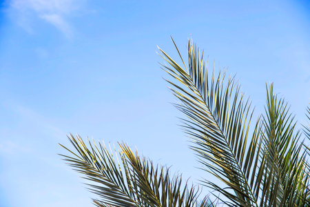 Green palm branches against the blue sky. Summer holiday concept