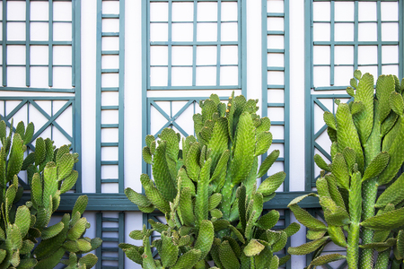 Green bright cactus on the wall background decorated with green wooden boards. Trendy stylish backgroundの写真素材