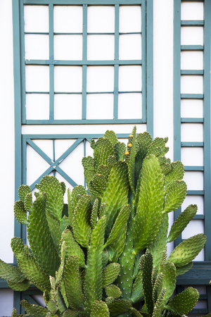 Green bright cactus on the wall background decorated with green wooden boards. Trendy stylish backgroundの写真素材
