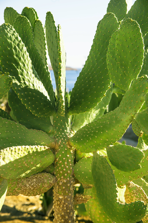 Cacti in the sand by the sea. Bright green plantsの写真素材