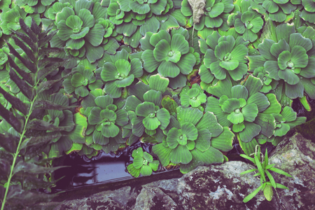Plants on the water are green pistils. Natural details, background, textureの写真素材