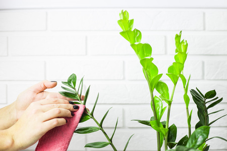 The girl wipes the green leaves of the flower with a pink rag. House cleaning conceptの写真素材
