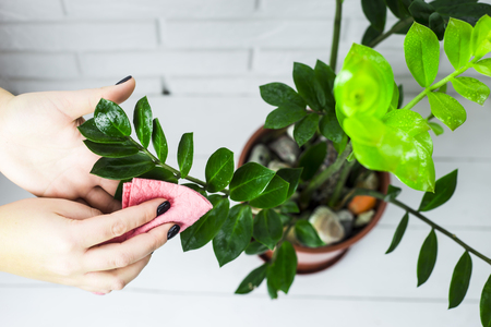 The girl wipes the green leaves of the flower with a pink rag. House cleaning conceptの写真素材
