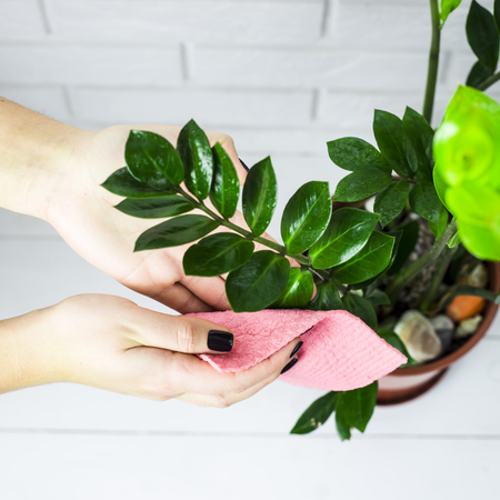 The girl wipes the green leaves of the flower with a pink rag. House cleaning conceptの写真素材