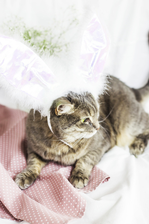The gray cat is dressed in white and pink rabbit ears. On a white background. Easter symbol conceptの写真素材