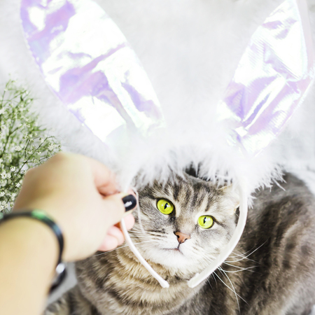 The gray cat is dressed in white and pink rabbit ears. On a white background. Easter symbol conceptの写真素材