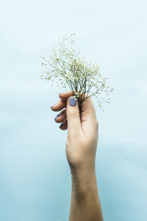 Blue manicure on female nails on a blue background next to the flowers of gypsophila. Trend for gentle pastel colors. Beauty and personal careの写真素材