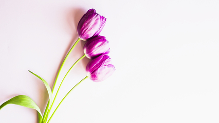 Three purple tulips on a purple background. Lifestyle minimalism photo. Top view. Flat lay. Copyspaceの写真素材