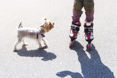 A little girl is riding on red rollers next to a small dog of the breed Yorkshire Terrierの写真素材