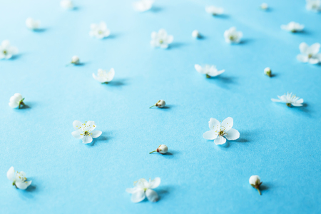 Small white spring flowers on a blue background are scattered. Spring comes conceptの写真素材