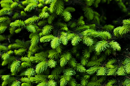 Young juicy needles on a coniferous tree. Background, texture. Spring Conceptの写真素材