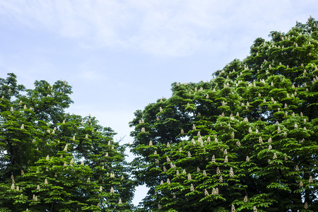 Large green chestnut trees bloom against the sky. Chestnuts in Kiev, Ukraineの写真素材