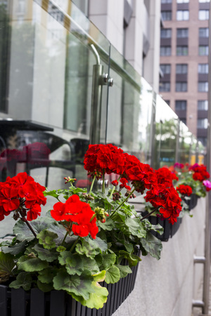 Red geranium in flowerpots on the terrace of a modern business centerの写真素材