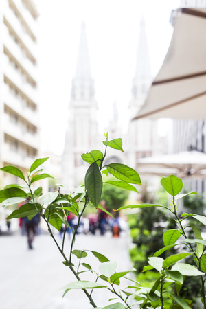 Spring cityscape with green leaves and catholic church in the backgroundの写真素材