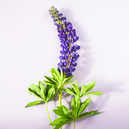 Blue spring lupines on a violet background. Top view, flat layの写真素材