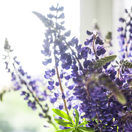 A bouquet of spring blue lupines in the interior next to the window. Natural decoration. Backgroundの写真素材