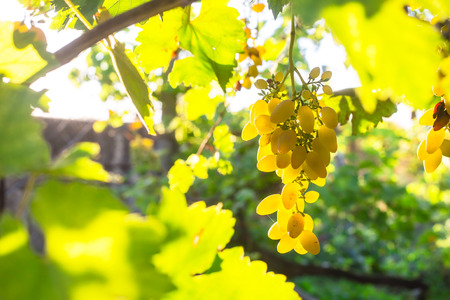 Grapes of white grapes on the branches in the home garden. Gardening and winemaking conceptの写真素材