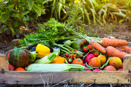 Organic vegetables from the home garden - carrots, tomatoes, peppers, zucchini and eggplant in a wooden box among the greens. Raw healthy food conceptの写真素材