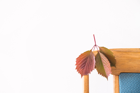 A red autumn leaf is hanging on the back of an old wooden chair with blue trim. Autumn white backgroundの写真素材